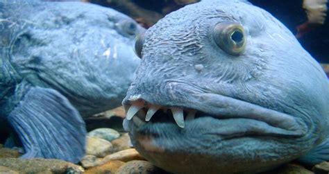 wolf fish